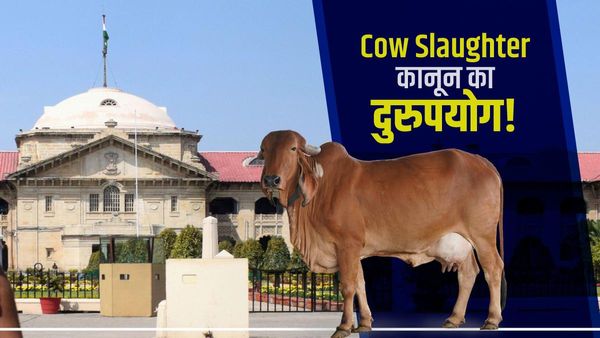 Allahabad High Court Cow Slaughter मामला: जांच में केवल गाय का गोबर मिला, आरोपी को राहत, कोर्ट की तीखी टिप्पणी