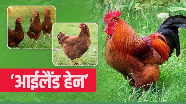 ‘Island Hen’ से किसानों को हो सकता है अच्छा मुनाफा, जानिए ऑस्ट्रेलियाई नस्ल के मुर्गी की खासियत