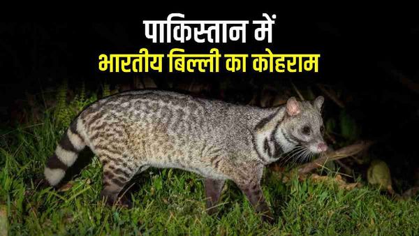 पाकिस्तान में भारतीय बिल्ली का उपद्रव, देखिए, कैसे संसद भवन में घुसकर सिवेट कैट ने मचाया कोहराम