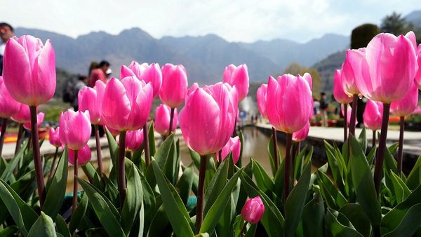 'परेशान होकर रोने लगते हैं पौधे, दर्द में करते हैं शोर', नई रिसर्च में हुए चौंकाने वाले खुलासे