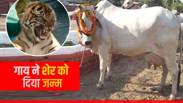 कुदरत का चमत्कार: पैदा हुआ शेर के चेहरे वाला बछड़ा, इस अजूबे को देखने दूर-दूर से आ रहे हैं लोग