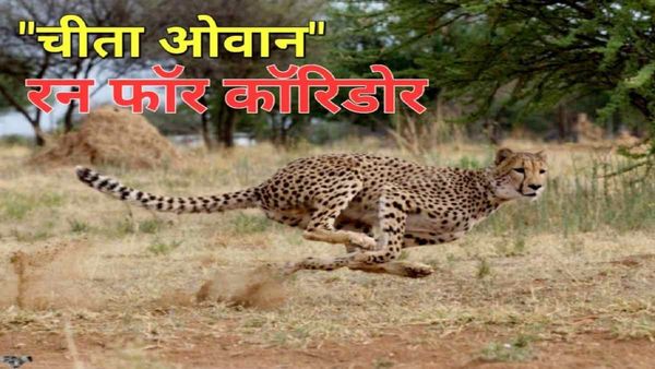 Kuno: ‘चीते ओवान’ ने खोजा टाइगर्स काॅरीडोर, कूनो-माधव-रणथंबौर को जोड़ता है ‘प्राकृतिक काॅरीडोर’