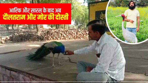 More friendship: ये दोस्ती तेरे दम से है, आर‍िफ के बाद अब दौलतराम और मोर की Dosti, 3 साल से रोज आता है मिलने