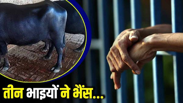 Sonbhadra: तीन भाइयों ने 'भैंस के साथ' की थी ऐसी हरकत, कोर्ट ने सुनाई 6-6 साल की सजा