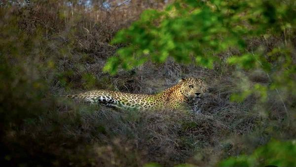 Sagar News: राहतगढ़ में तेंदुए का आतंक, शावकों संग लाल पहाड़ी पर उछलकूद का वीडियो वायरल