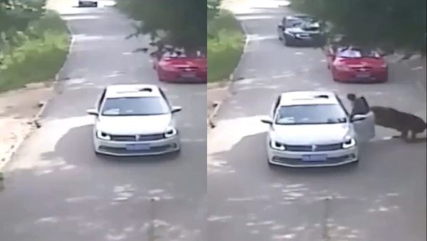 VIDEO: जंगल सफारी के बीच कार से निकली महिला, तभी घात लगाए टाइगर ने कर दिया हमला