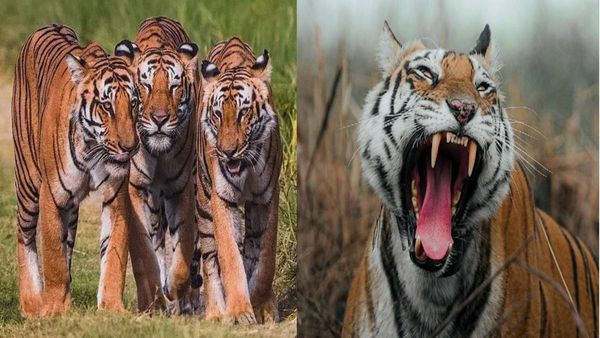 Pench Tiger Reserve में द ग्रेट मॉम की बहन लंगड़ी बाघिन हुई ठीक, डॉक्टरों ने किया इलाज