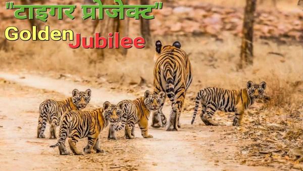 इंडिया में ‘टाइगर प्रोजेक्ट’ की ‘गोल्डन जुबली’, 50 साल में 3 हजार से अधिक हुए बाघ