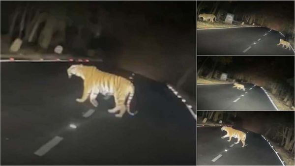 MP News: आधी रात को हाईवे पर आ गए 5 टाइगर, देखकर लोगों के होश उड़े