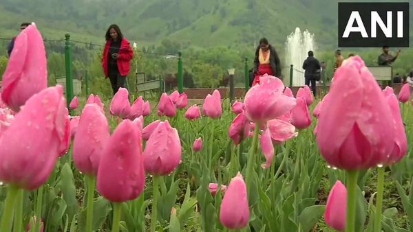Tulip Garden Video: आगंतुकों के लिए बंद किया गया ट्यूलिप गार्डन, इस साल फ्लॉवर शो देखने आए रिकॉर्ड तोड़ पर्यटक