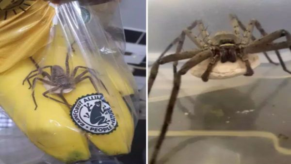 'मौत को छूकर टक्क से लौट आया', केले में अंदर थी दुनिया की सबसे जहरीली मकड़ी, फिर कैसे बची जान?