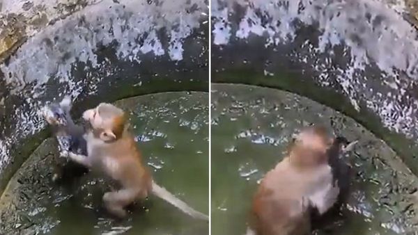VIDEO: कीचड़ में फंसा था बिल्ली का बच्चा, बाहर निकालने के लिए बंदर ने लगाई जान की बाजी