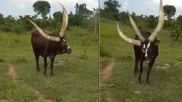 क्या आपने देखा तीन सींगों वाला सांड? वायरल वीडियो देखकर उड़ जाएंगे होश