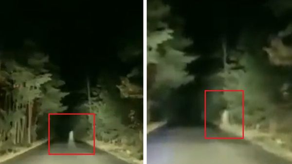 'क्या वो आत्मा थी'? जंगल के बीच सड़क पार करती दिखी अजीब सी चीज, 18 लाख बार देखा गया VIDEO