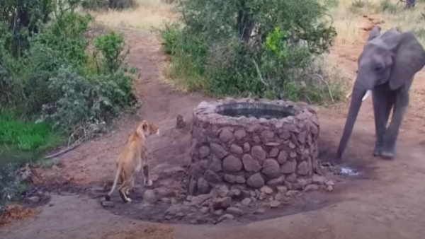 Video: हाथी ने शेरनी को डराने के लिए ऐसी तरकीब अपनाई कि दुम दबा कर भागी lioness