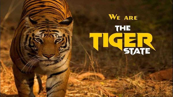 ‘टाइगर स्टेट’ MP का तमगा बरकरार, CM बोलेः टाइगर जिंदा भी हैं, बढ़ भी रहे, यह गर्व की बात