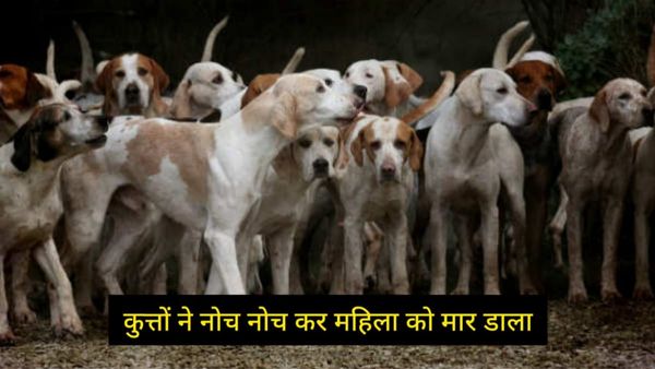 Dogs Attack: सिवनी में कुत्तों के झुंड ने महिला को नोच कर उतारा मौत के घाट, शव देख कांप गए लोग