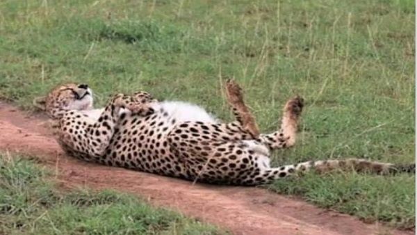 Kuno National Park मादा 'चीता आशा' डेढ़ हफ्ते तक तफरी के बाद वापस लौटी