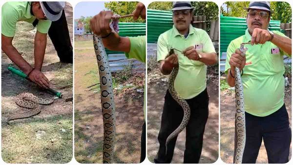 Sagar News: दुनिया के सबसे खतरनाक सांप को अजगर समझ सेल्फी ले रहे थे, जब पता चला तो सिहर उठे