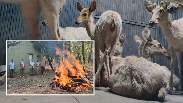 Umaria News: उमरिया के बांधवगढ़ टाइगर रिजर्व में गर्भवती मादा बारासिंघा की मौत, शरीर में पाए गए चोट के निशान