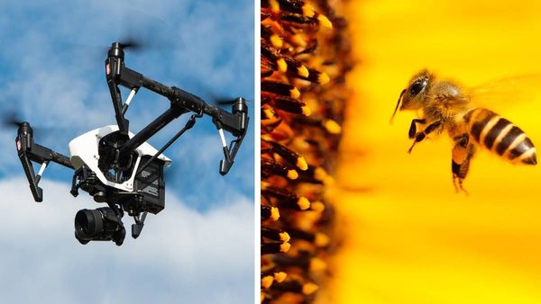 गजब के टोपीबाज चोर: ड्रोन से रानी मधुमक्खियों की 'किडनैपिंग', कैसे लोग हो रहे मालामाल?
