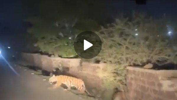 Bhopal tiger: कलियासोत में सड़क पार करते समय कार चालक को दिखे 3 टाइगर के शावक, VIDEO आया सामने