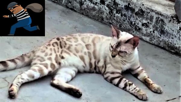 1.5 लाख की बिल्ली ट्रांसपोर्ट कम्पनी से हुई चोरी, दिल्ली से हैदराबाद जा रही थी जर्मनी की ये अनोखी बिल्ली