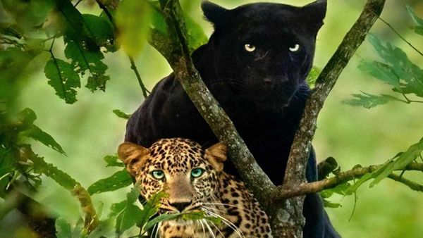 Black Panthers अभी विलुप्त नहीं हुए, इस कोने में हैं मौजूद, DNA रिपोर्ट में मिले अहम सुराग