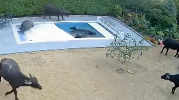 Video: आव देखा न ताव, भैसों ने स्विमिंग पूल में लगा दी छलांग, कर दिया 25 लाख का भारी नुकसान