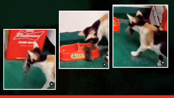 दुश्मनी दोस्ती में बदली! चूहे को मुंह से दबोचकर खाने के पास लाई बिल्ली, Video देख यूजर भी हैरान