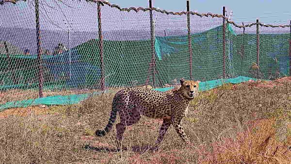 Cheetah Deaths: क्या हैं चीतों की मौत के कारण? कितना अलग है भारत से अफ्रीका का जंगल?