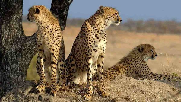 नामीबिया का 'पवन' बनेगा Father of Kuno Cheetahs, दक्षिण अफ्रीकी 2 मादा चीता के साथ रखा