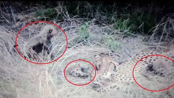 Kuno National Park: राहत भरी खबर, सुरक्षित हैं भारत की धरती पर जन्मे 'नन्हें चीते', मां संग मस्ती करते दिखे