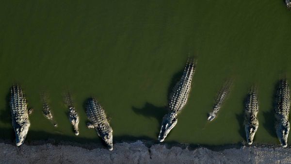 शख्स पर 40 मगरमच्छों का हमला, किए कई टुकड़े, पिंजरे में छड़ी की एंट्री बनी वजह