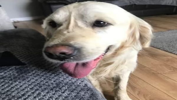 27 दिनों में 64 KM पैदल चलकर पुराने मालिक के पास पहुंच गया कुत्ता, सबका दिल जीत रहा यह प्यार