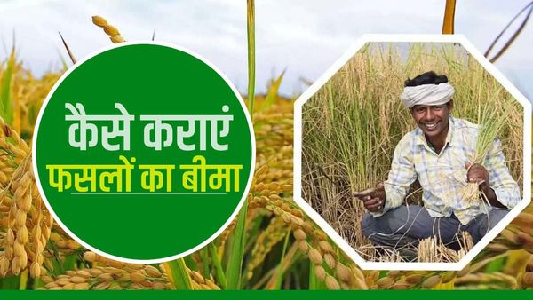 PM Fasal Bima Yojna: फसल हो गई खराब तो कैसे कराएं बीमा, मुआवजा के लिए ऐसे करें क्लेम, जानें पूरी प्रक्रिया
