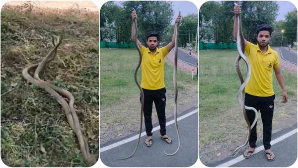 नाग-नागिन का चल रहा था प्रेमालाप, लोगों ने डाला खलल, फिर स्नेक कैचर के पैरों को जकड़ निकाला गुस्सा