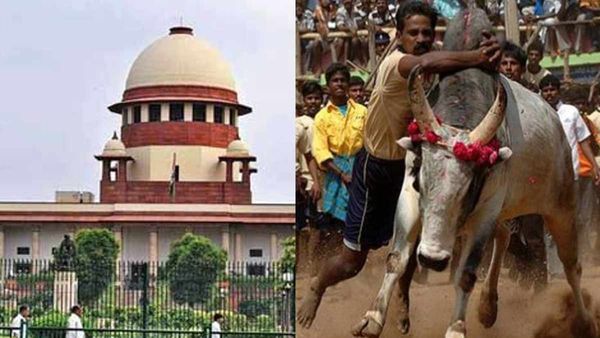 Jallikattu Verdict: जल्लीकट्टू, कंबाला, बुल-कार्ट रेसिंग की अनुमति बरकार, जानिए सुप्रीम कोर्ट ने क्या कहा?