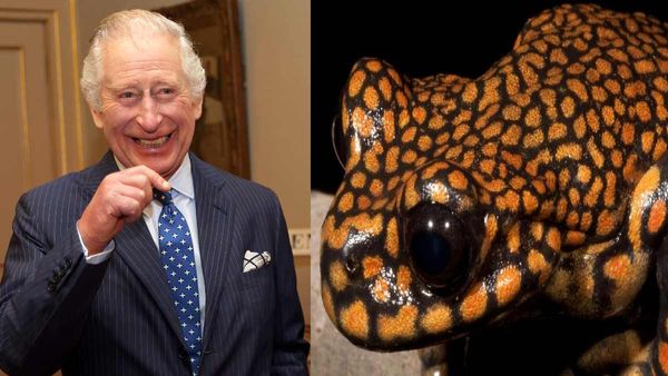 इस मेंढक का है ब्रिटेन के शाही परिवार से है खास नाता, सम्राट चार्ल्‍स के नाम पर हुआ नामकरण