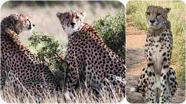 Kuno National Park: दक्षिण अफ्रीकी चीतों को मिला खुला जंगल, तीन चीते फ्री रेंज में आजाद