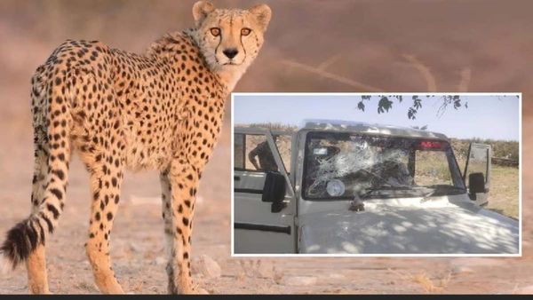 MP News: कुनो नेशनल पार्क से निकली मादा चीता, ट्रैकिंग टीम को डकैत समझ ग्रामीणों ने की फायरिंग