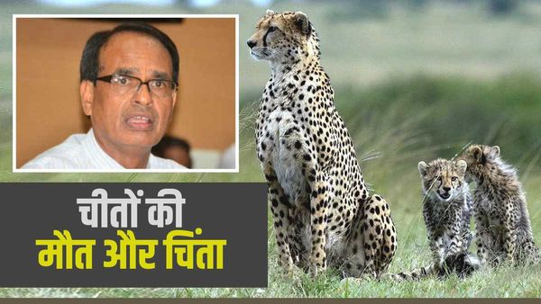 Kuno में चीतों को लेकर अलर्ट सरकार, ट्रेनिंग के लिए अफ्रीका जा सकते अधिकारी, 6 जून को सीएम शिवराज का विजिट