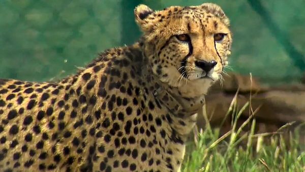 Kuno National Park: कूनो नेशनल पार्क में एक और चीते की मौत, 3 महीने में गई तीसरी जान, कैसे हुई 'दक्षा' की मौत?