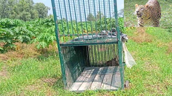 Leopard Attack: मादा तेंदुए के हमले में 5 लोग गंभीर घायल, 3 दिन पहले ले चुकी है एक बच्ची की जान