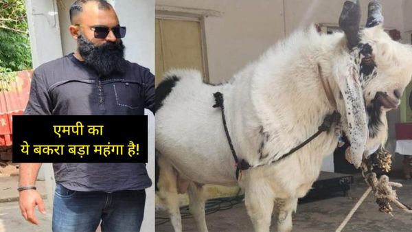 Bakrid 2023: भोपाल में बिक रहा सबसे महंगा बकरा किंग, खजूर और शहद के साथ दिया जाता है हॉर्लिक्स
