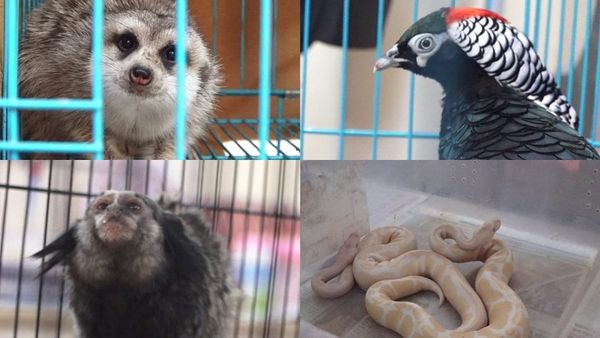 Indore news: Zoo में आए नए मेहमान, खास प्रजाति के पक्षी, मंकी और स्नेक बढ़ाएंगे चिड़ियाघर की रौनक