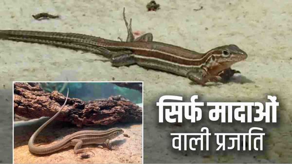 Whiptail lizards: यह कौन सी प्रजाति है, जिसमें सिर्फ मादाएं होती हैं? इसकी खासियत जानिए
