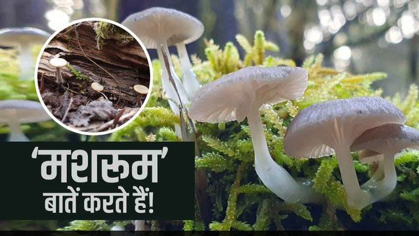 'मशरूम' आपस में बातें भी करते हैं, वैज्ञानिकों ने इस पेचीदा जीव के बारे और क्या पता लगाया? जानिए