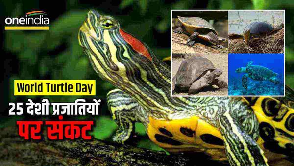 World Turtle Day: कछुए की 25 देशी प्रजातियों के 'विलुप्त' होने का खतरा, जानें क्या है वजह?