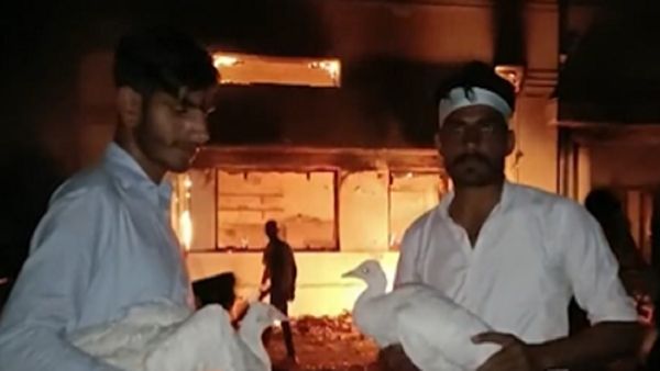 प्रदर्शन के दौरान इमरान खान के समर्थकों ने की लूटपाट, चुरा ले गए मोर